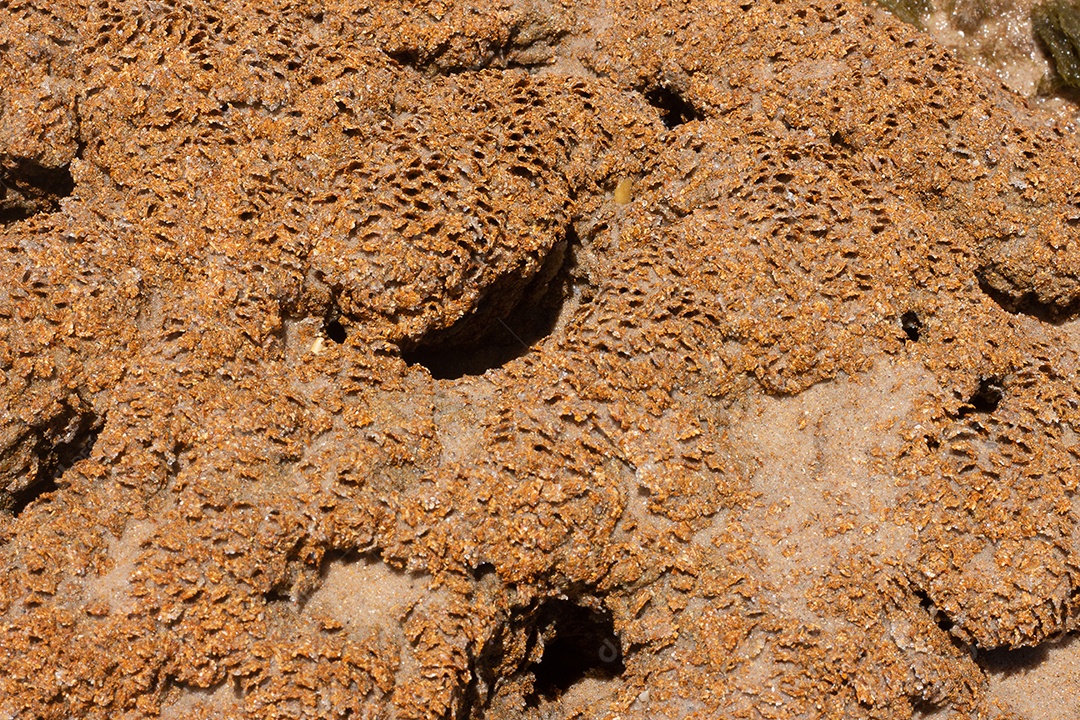 Textura marinha de coral em um dia ensolarado