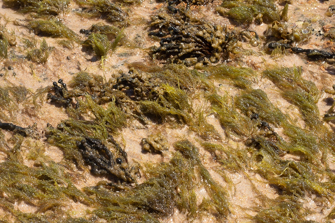 Textura marinha de coral em um dia ensolarado