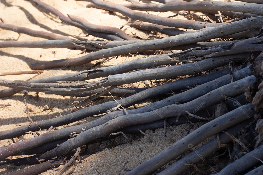 fechar a textura da raiz do coqueiro