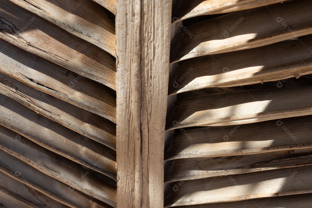 Textura de palha de coco seco