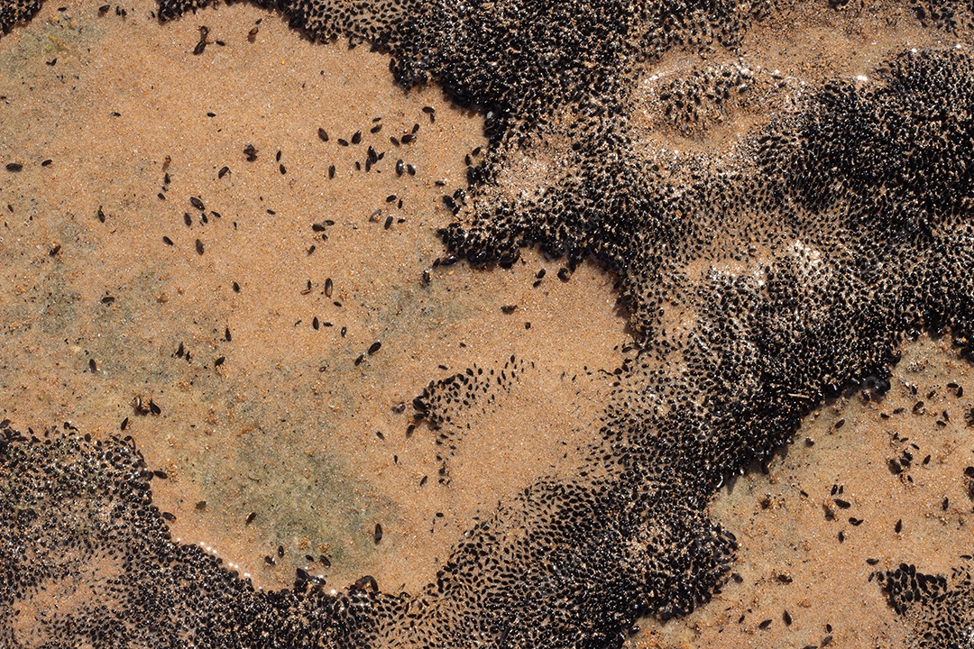 Textura marinha de coral preto em um dia ensolarado