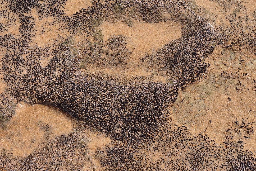 Textura marinha de coral preto em um dia ensolarado