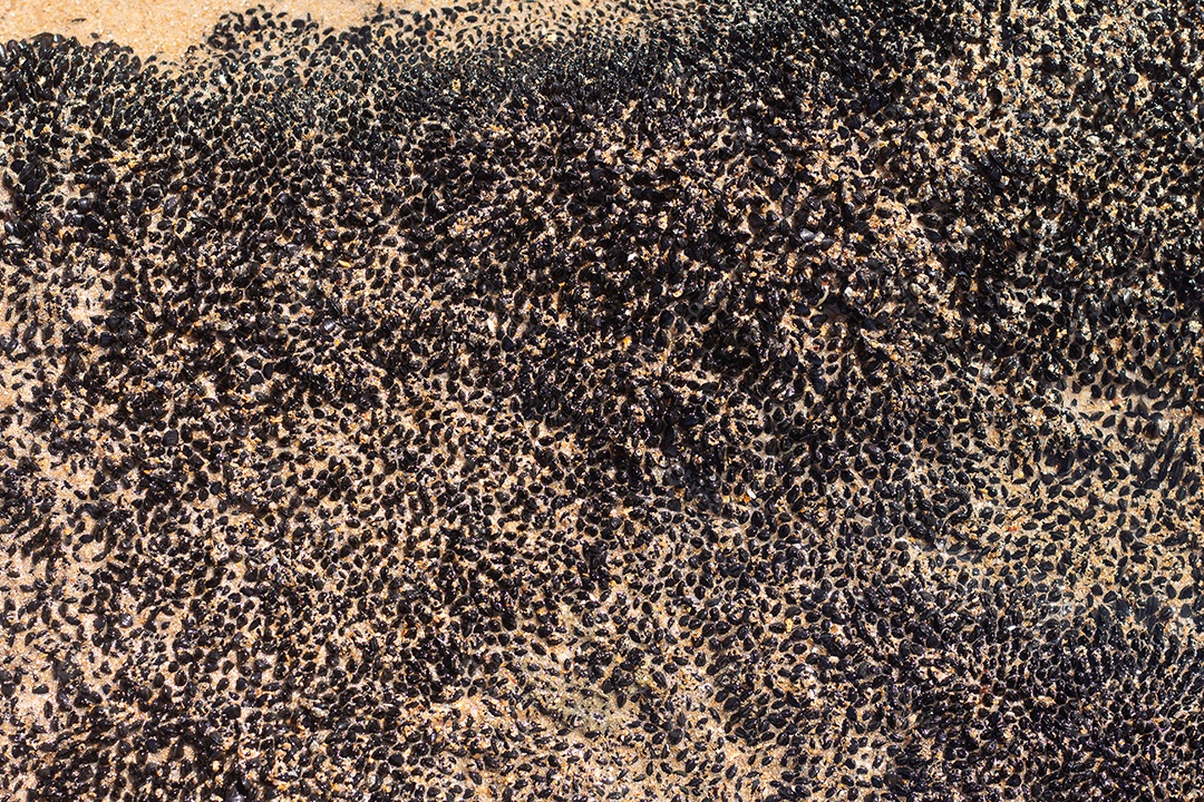 Textura marinha de coral preto em um dia ensolarado