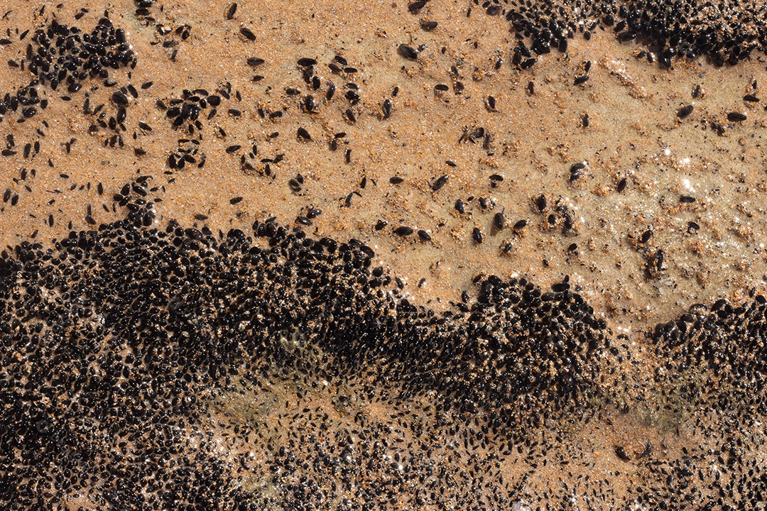 Textura marinha de coral preto em um dia ensolarado
