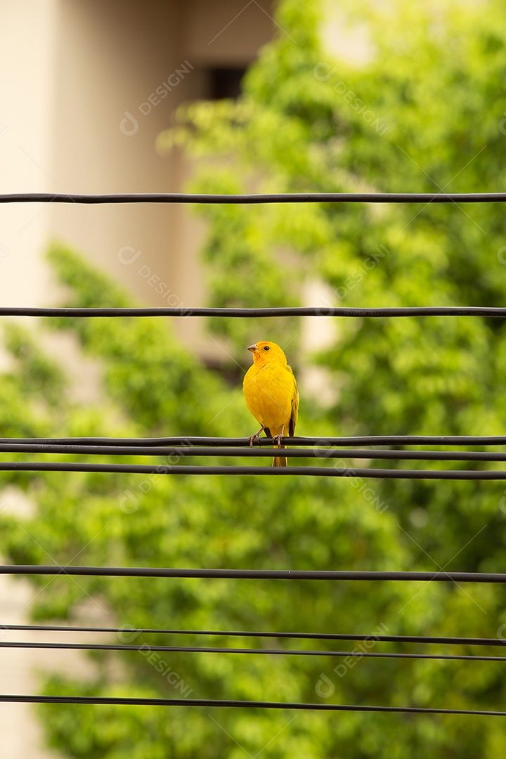 pássaro canário em fios de eletricidade com um fundo de árvores
