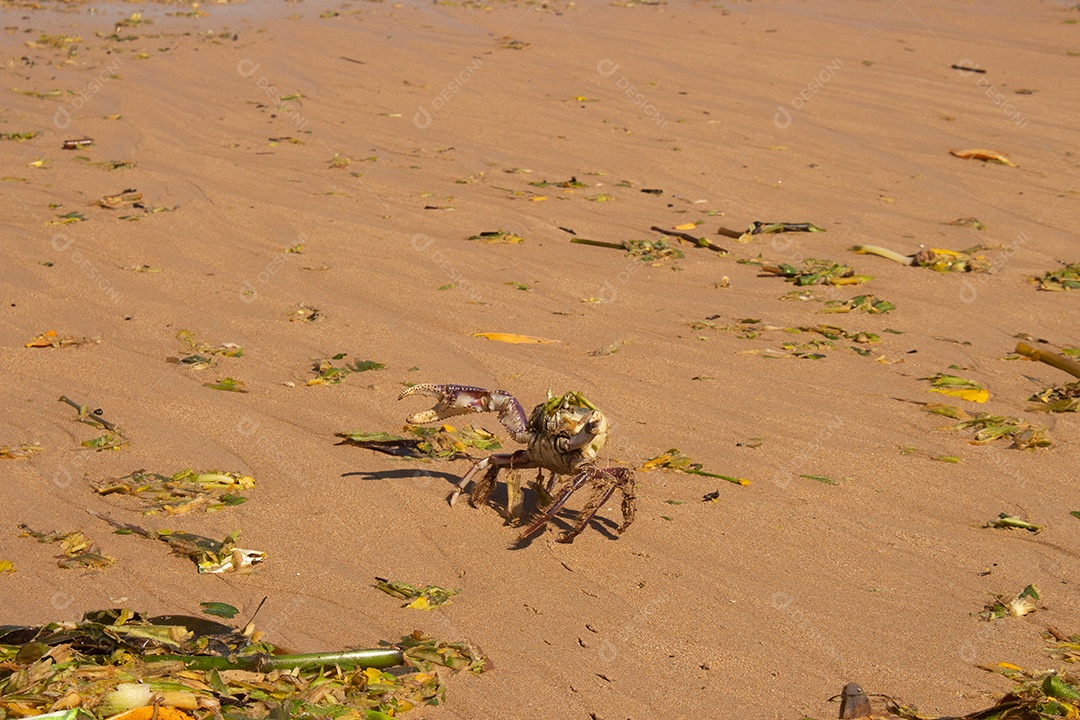 caranguejo na praia poluída com detritos de tempestade e algas