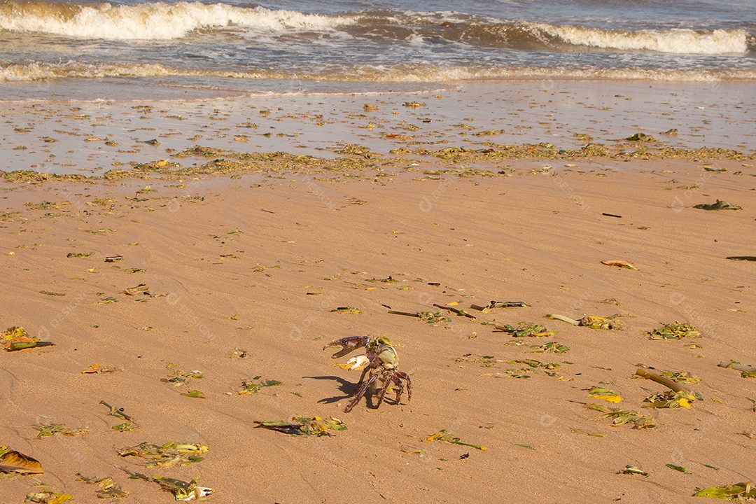caranguejo na praia poluída com detritos de tempestade e algas