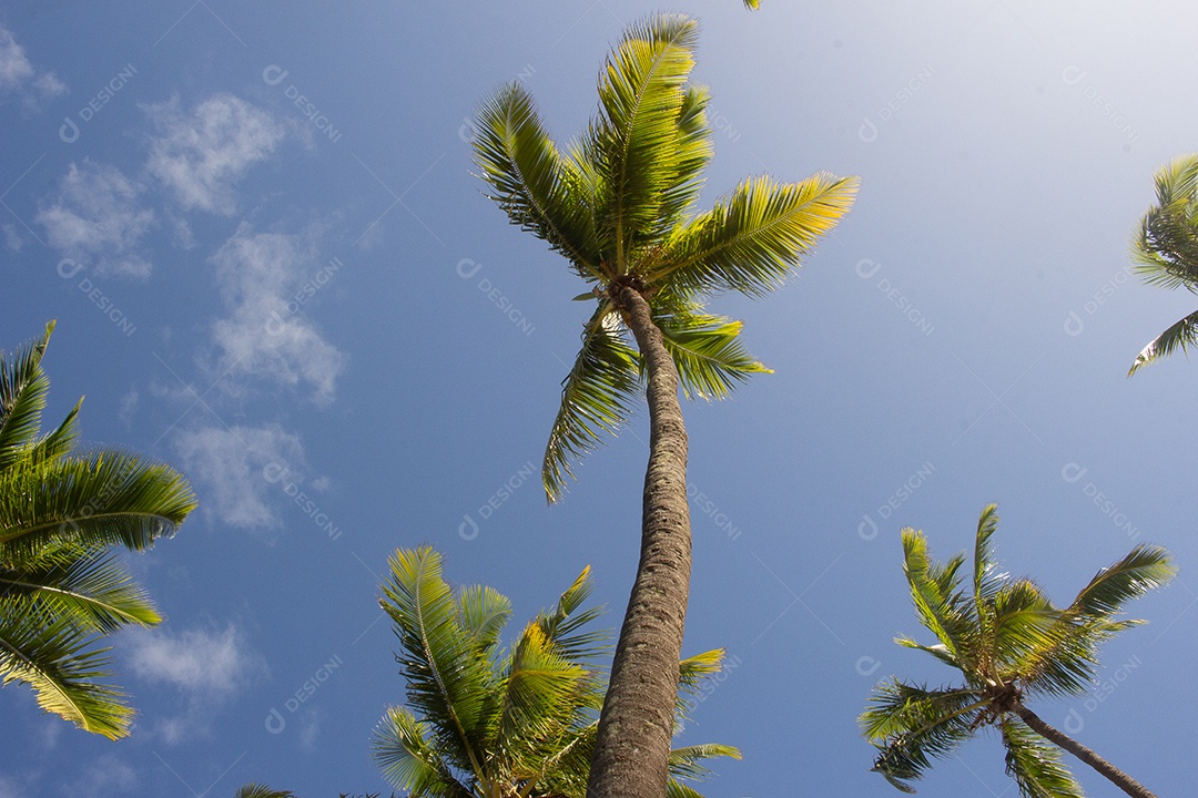 Coqueiral vista inferior em um dia ensolarado com céu azul