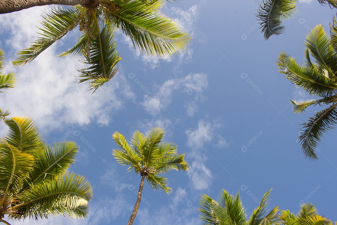 Coqueiral vista inferior em um dia ensolarado com céu azul