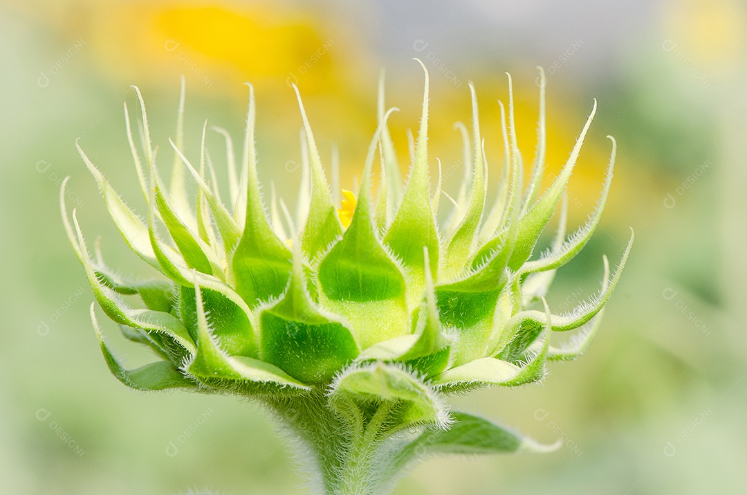 Fechar o girassol no fundo desfocado