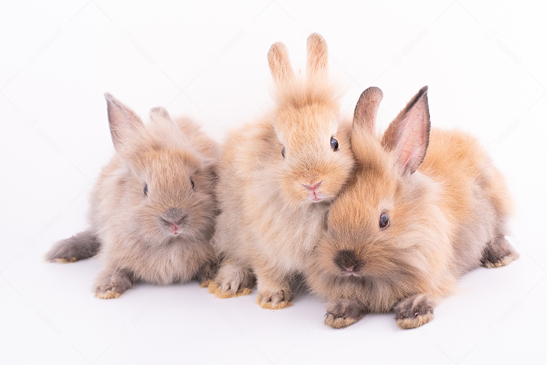 Três coelhos pequenos isolados em um fundo branco