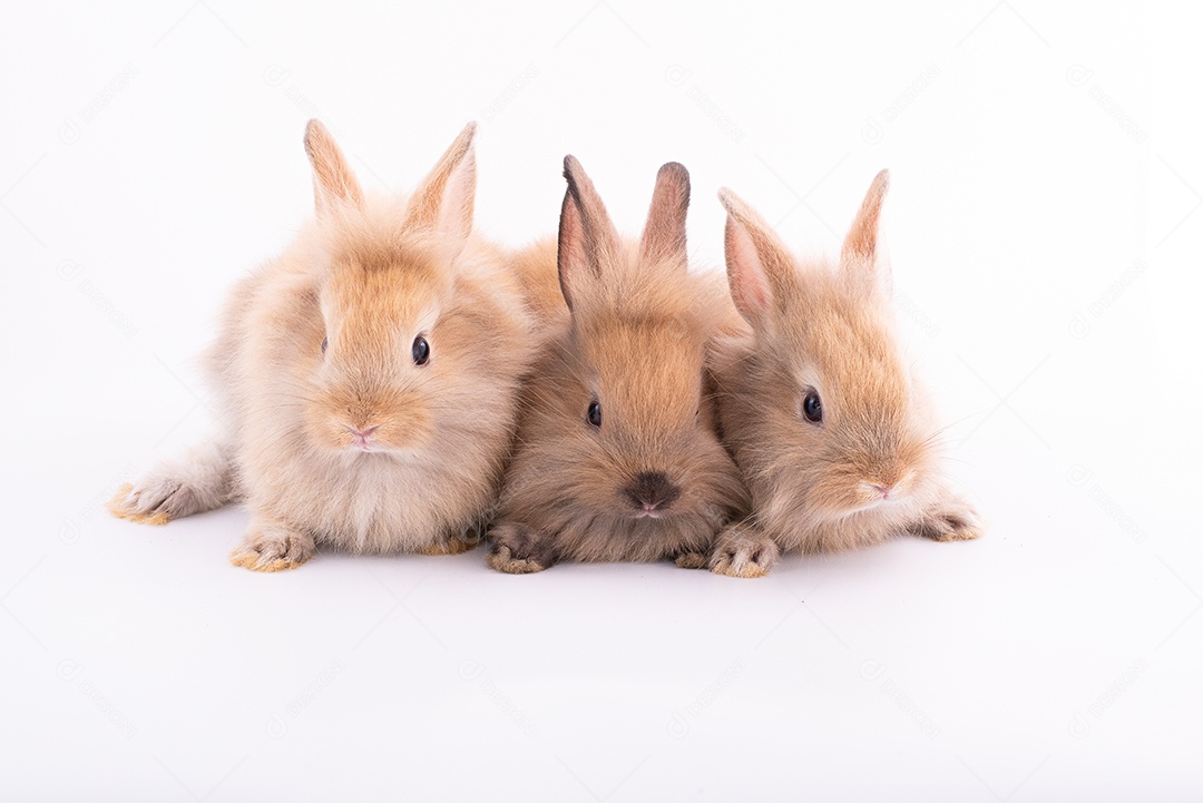 Três coelhos pequenos isolados em um fundo branco