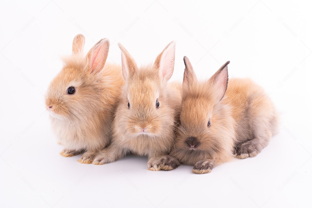 Três coelhos pequenos isolados em um fundo branco