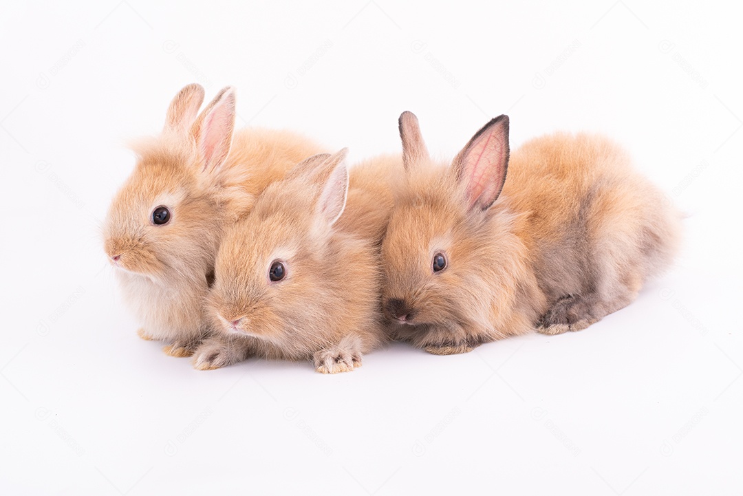 Três coelhos pequenos isolados em um fundo branco