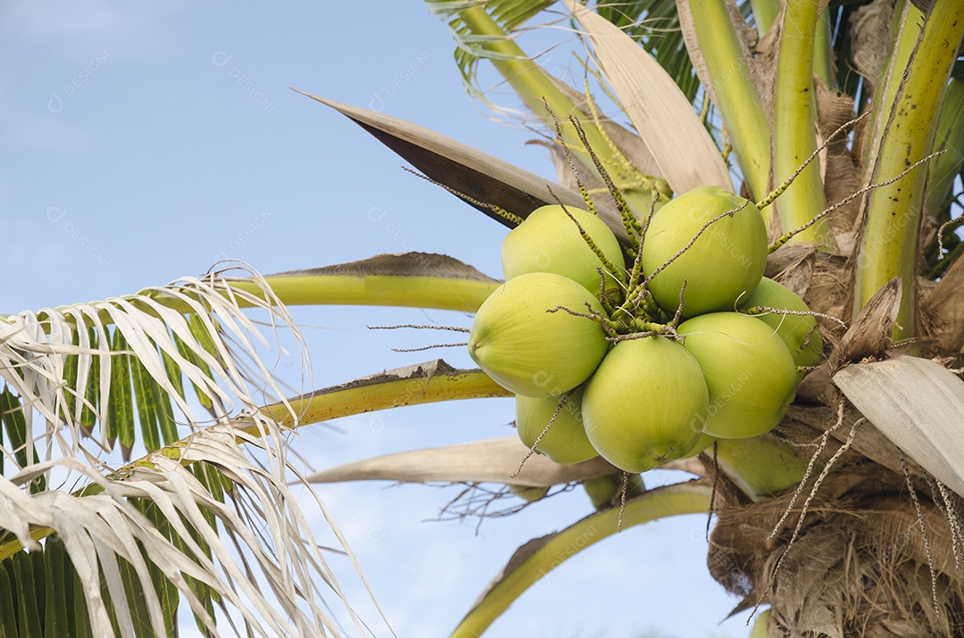 Coqueiros têm muitos frutos no fundo do céu