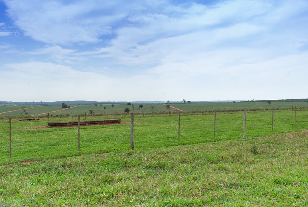 Paisagem pasto verde