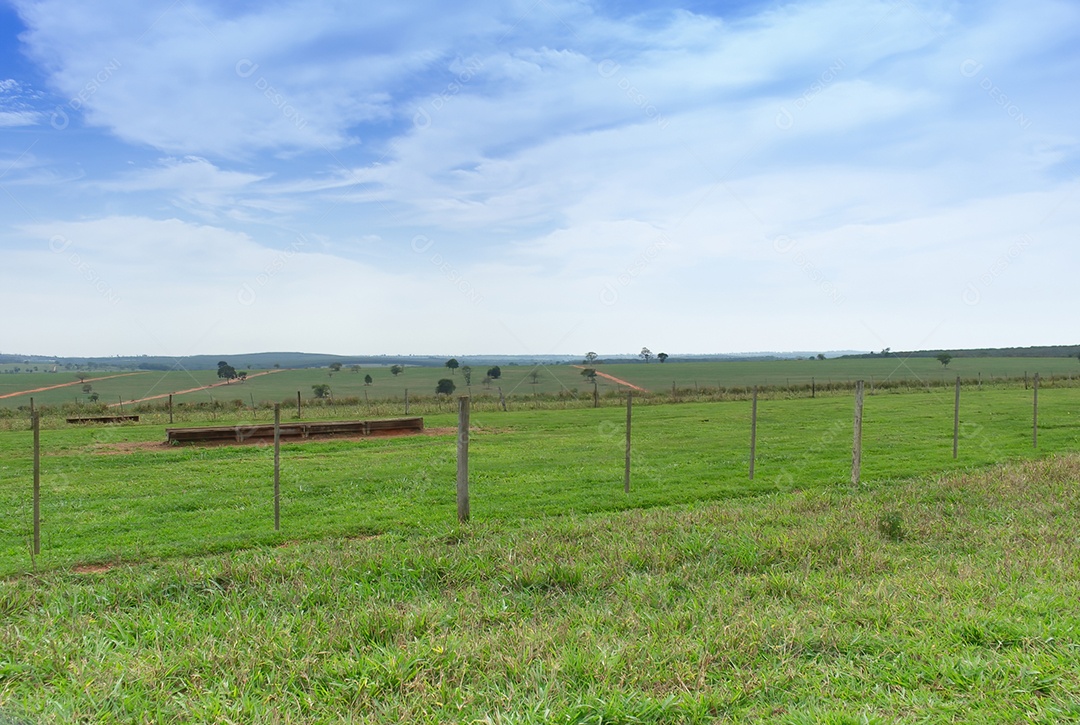 Paisagem pasto verde