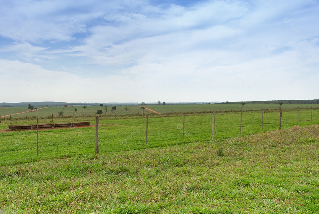 Paisagem pasto verde