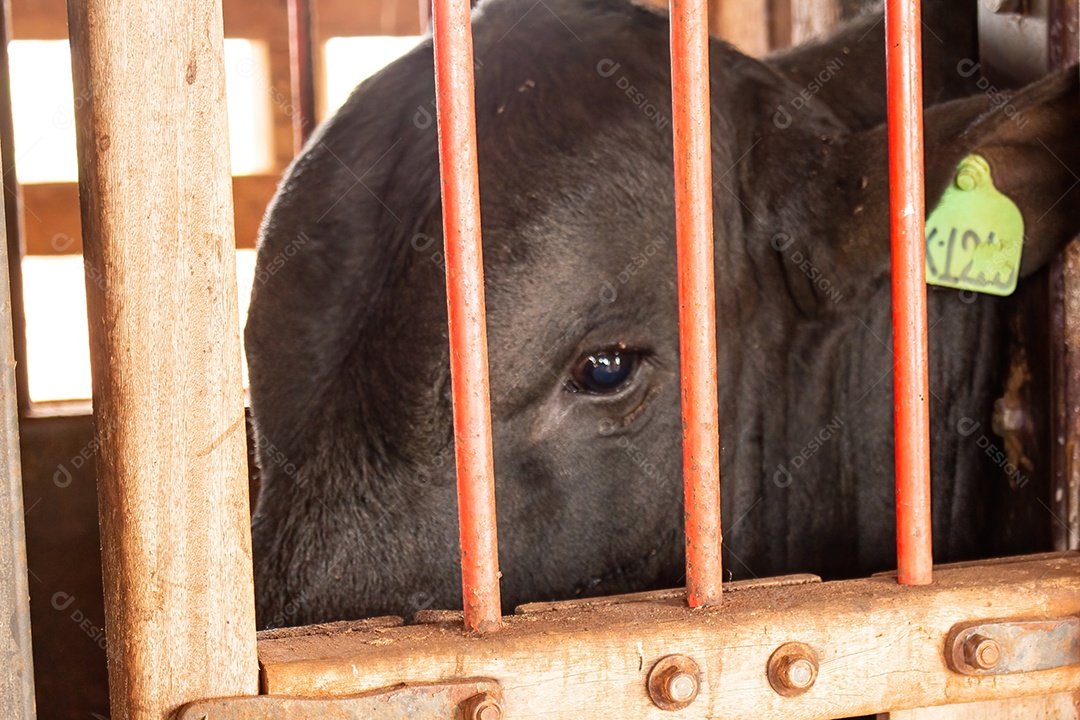 Gado preso no curral