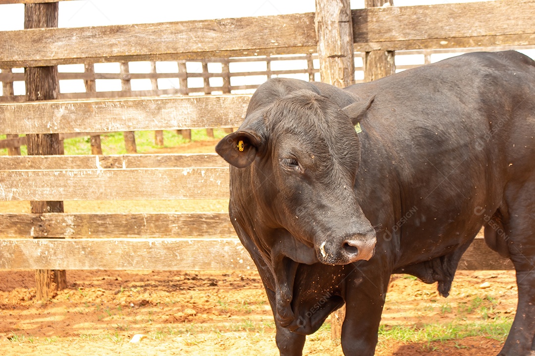 Gado preso no curral