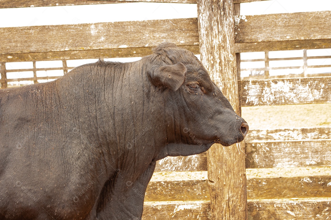 Gado preso no curral