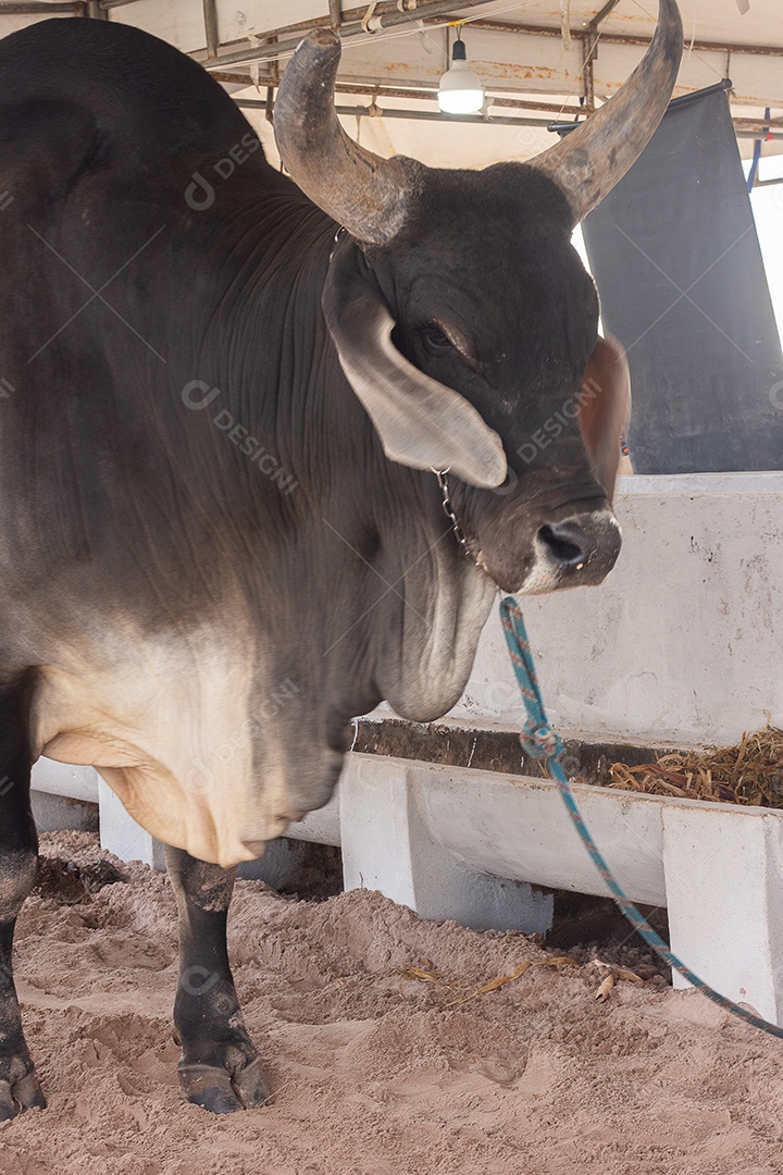 Touro grande na tenda do show