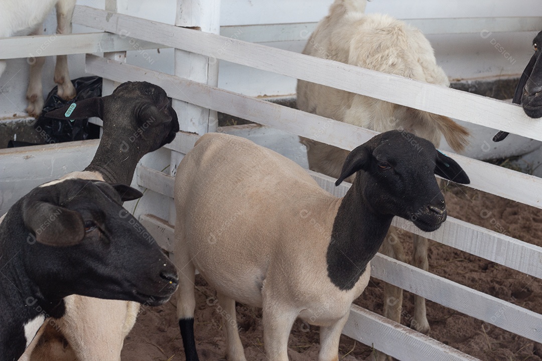 várias ovelhas dorper em uma caneta de show