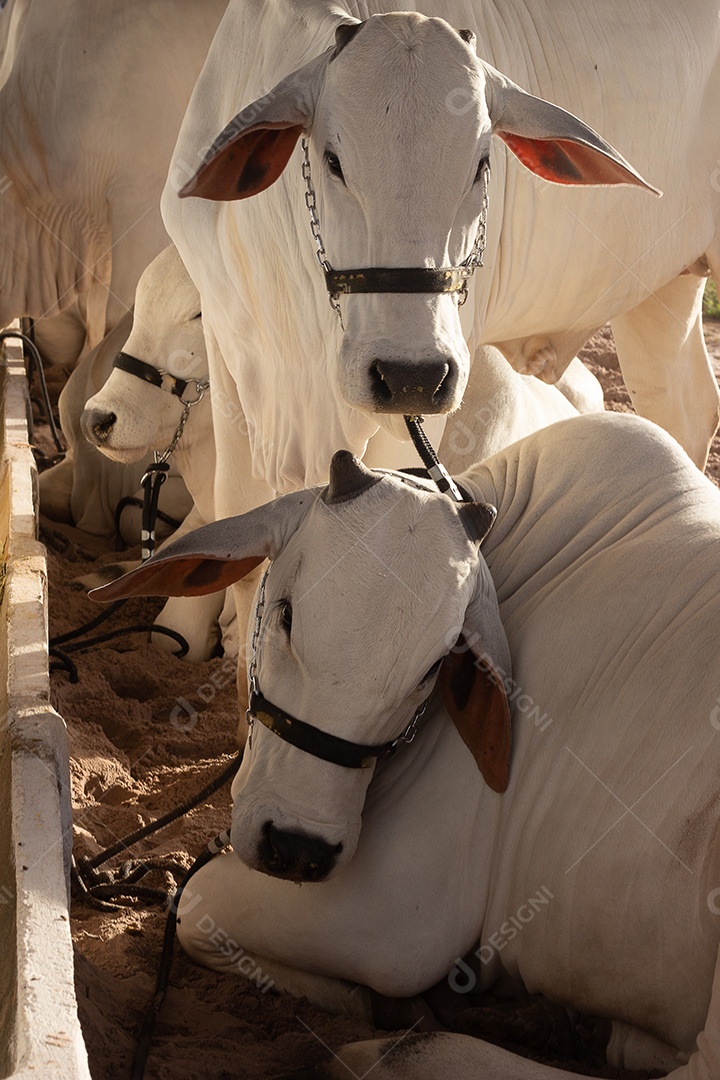 vários gado nelore em uma banca de exposição