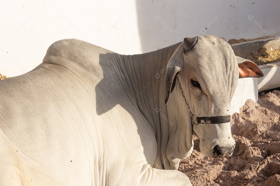 gado nelore em barraca de exposição