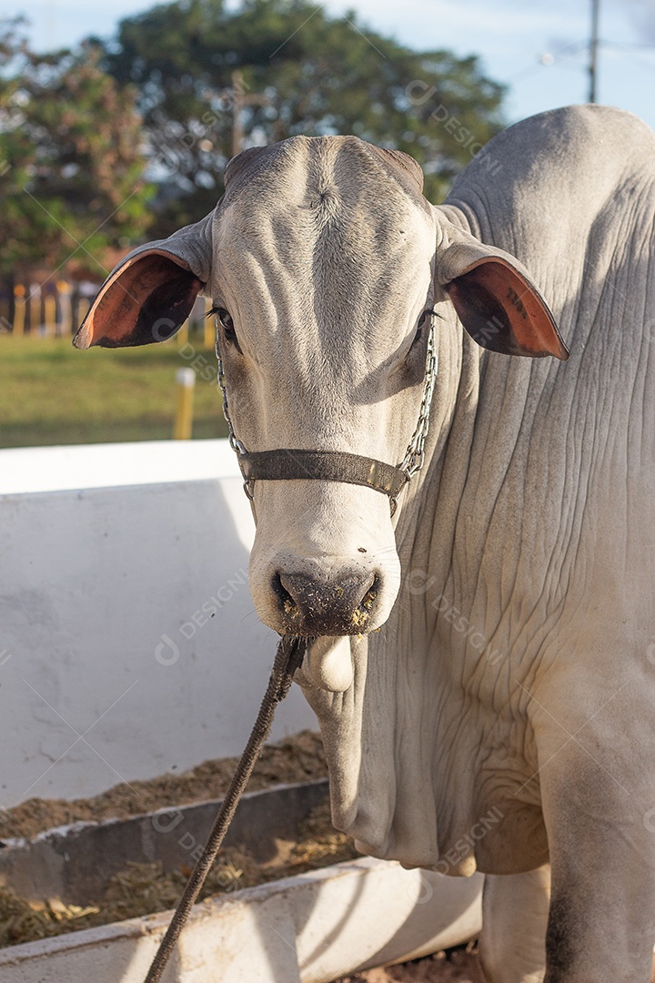 gado nelore em barraca de exposição