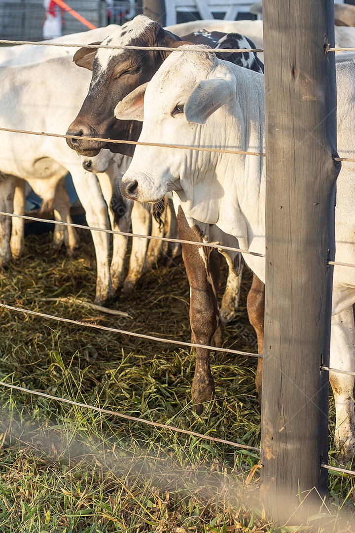 Gado nelore em barraca de exposição