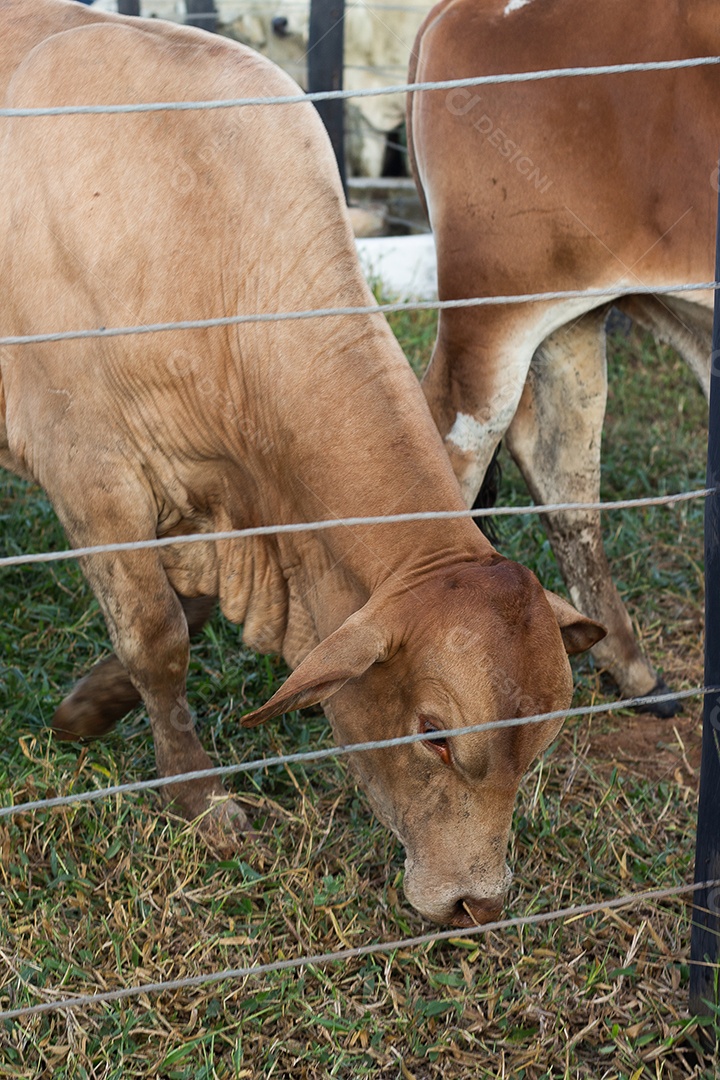 várias ovelhas dorper em uma caneta de show