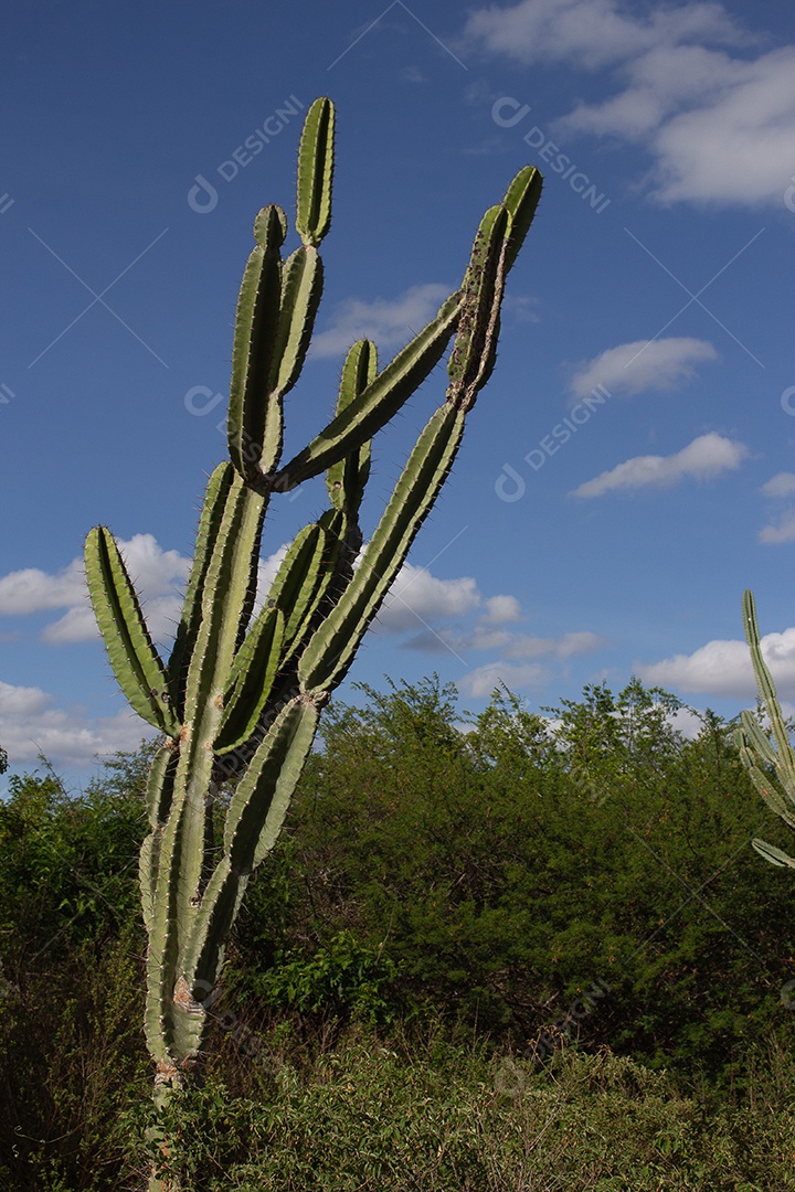 Cacto sobre floresta selva céu nublados