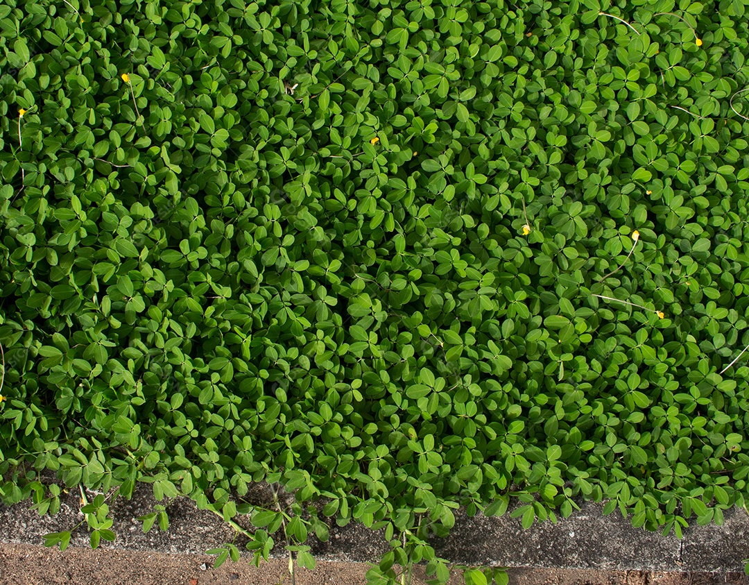 textura de grama verde