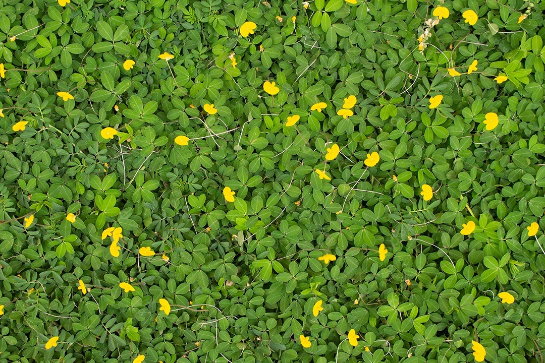flores amarelas em um campo de grama verde