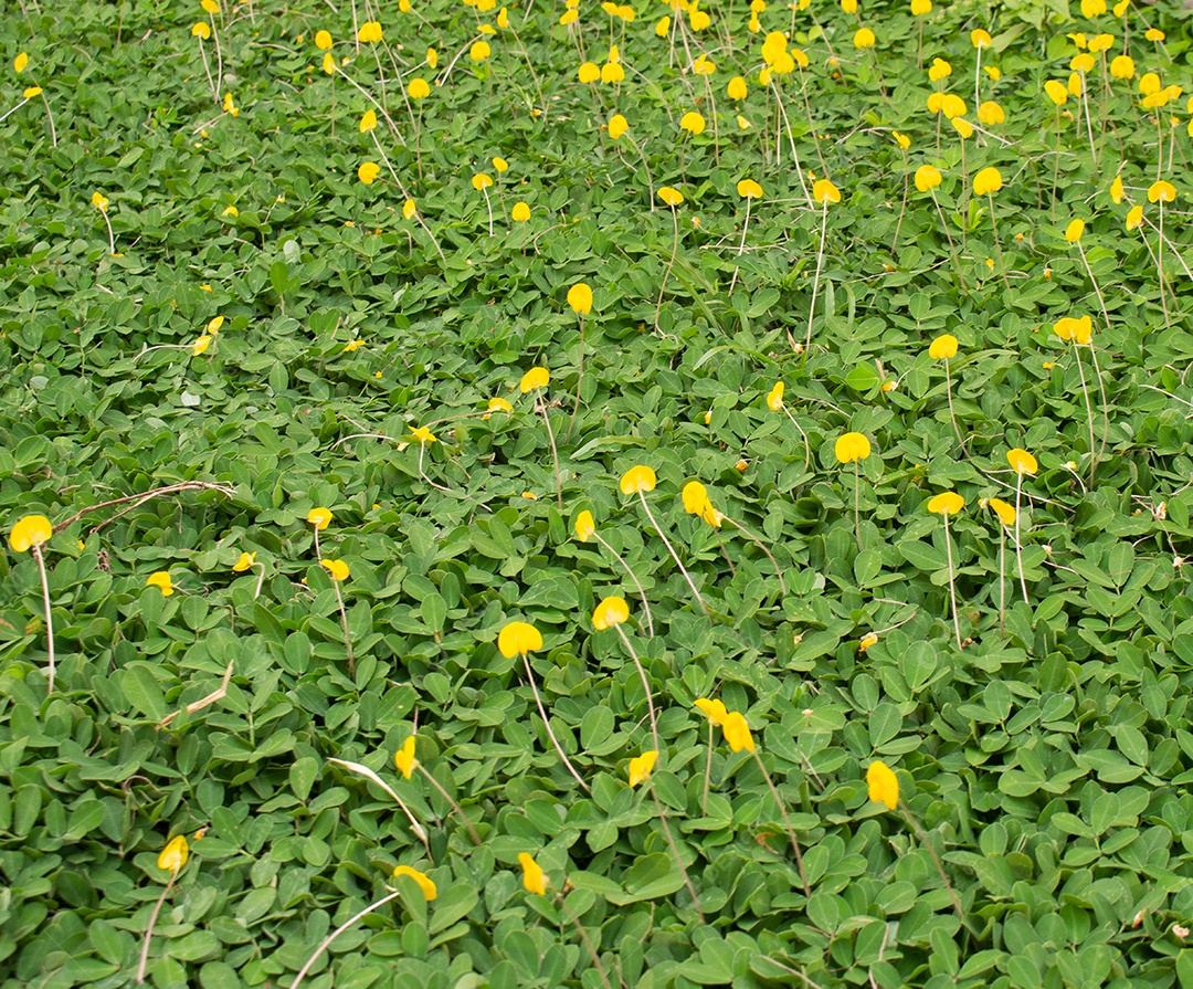 flores amarelas em um campo de grama verde