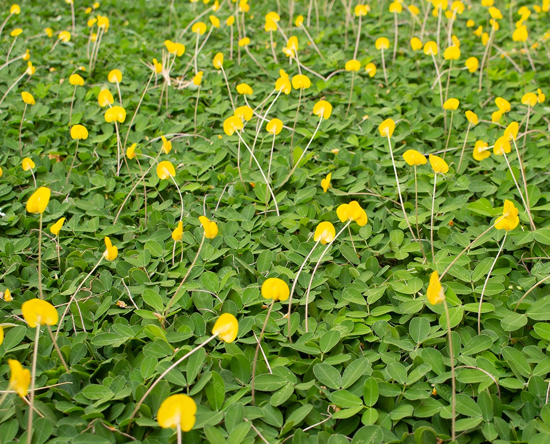 flores amarelas em um campo de grama verde