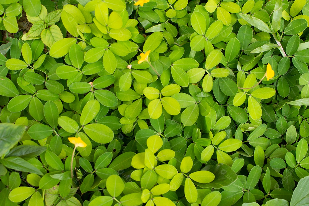 Textura de grama verde