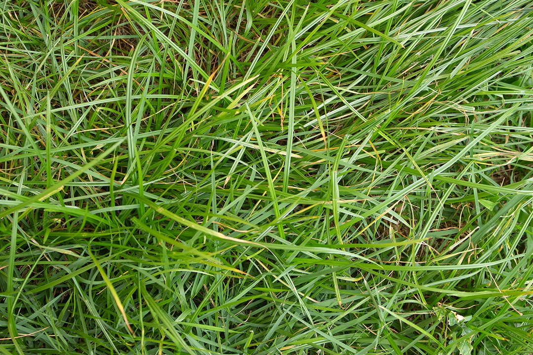 textura de grama verde