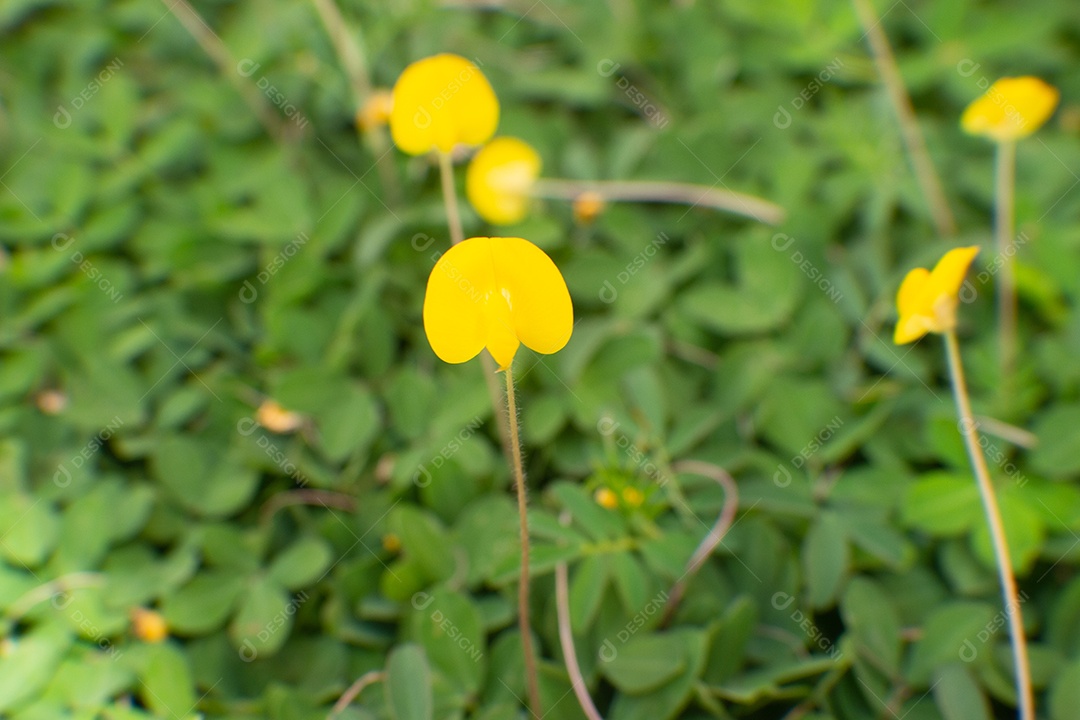 flores amarelas em um campo de grama verde