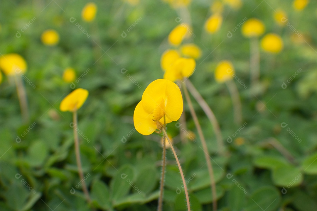 flores amarelas em um campo de grama verde