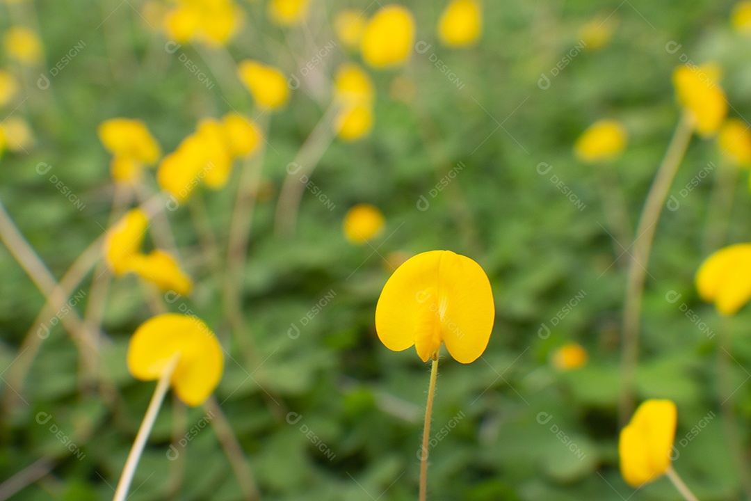 flores amarelas em um campo de grama verde