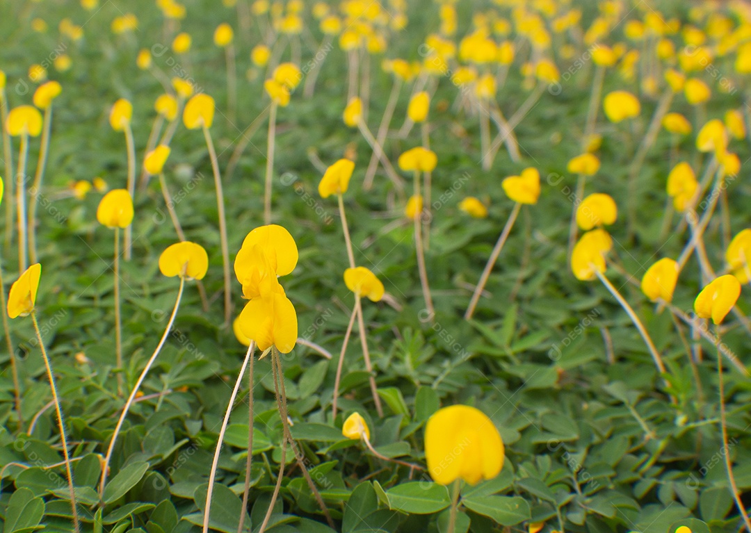 flores amarelas em um campo de grama verde