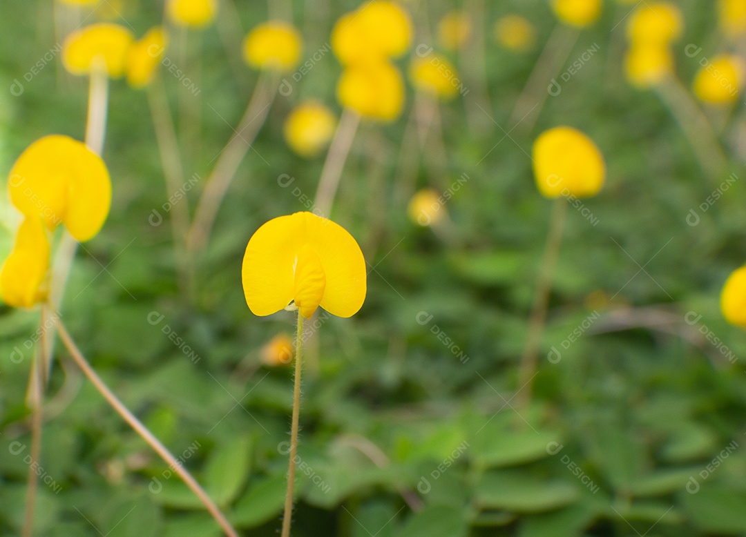 flores amarelas em um campo de grama verde