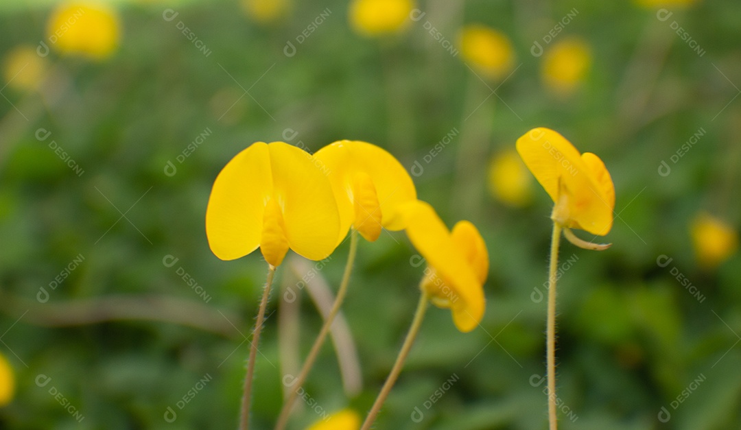 flores amarelas em um campo de grama verde