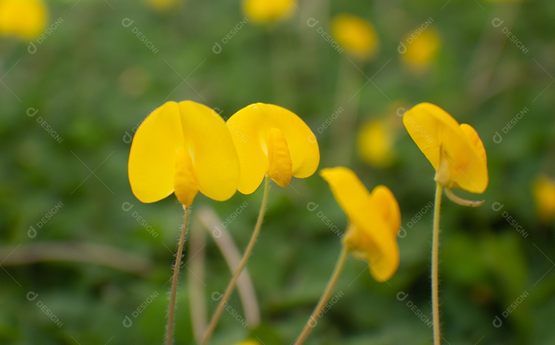 flores amarelas em um campo de grama verde
