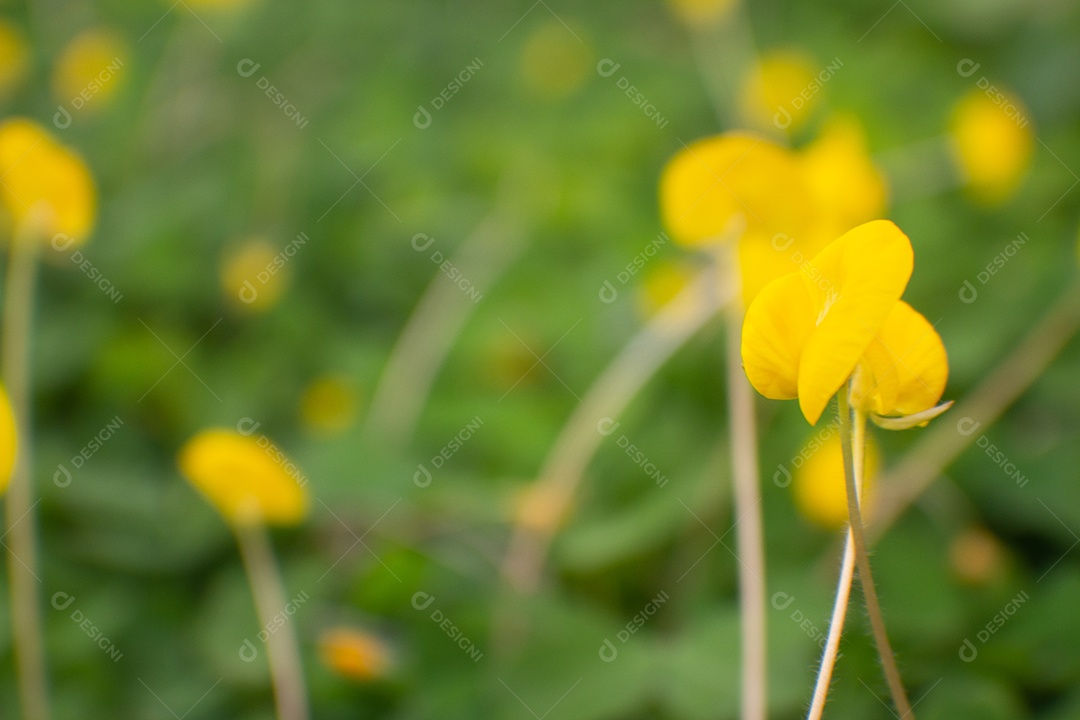 flores amarelas em um campo de grama verde