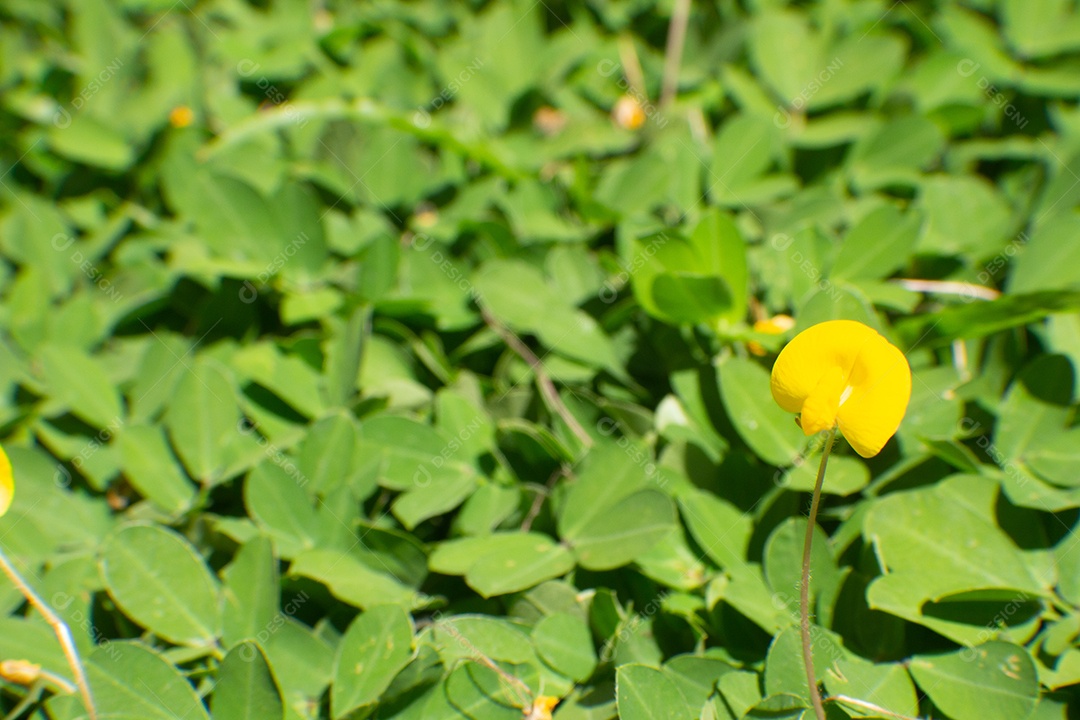 flor amarela na textura da grama verde