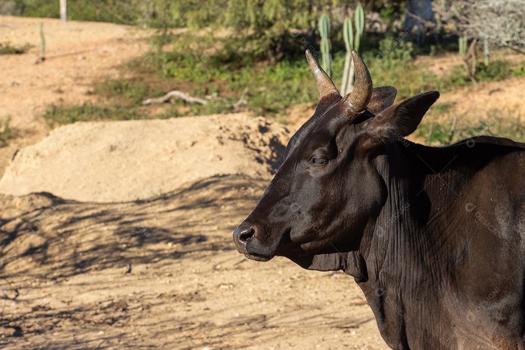 Boi preto na fazenda