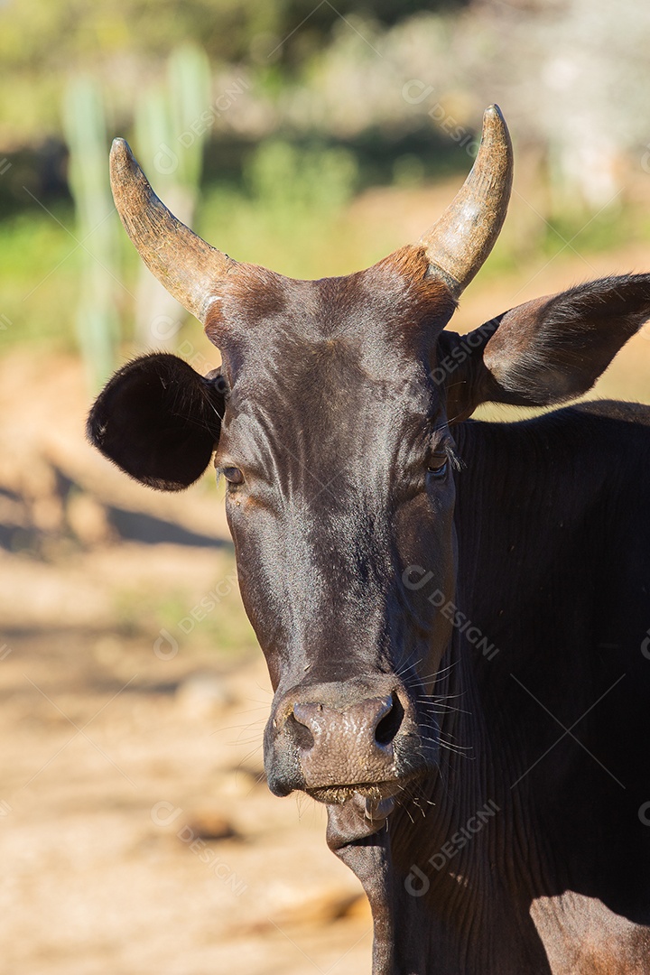 Boi preto na fazenda